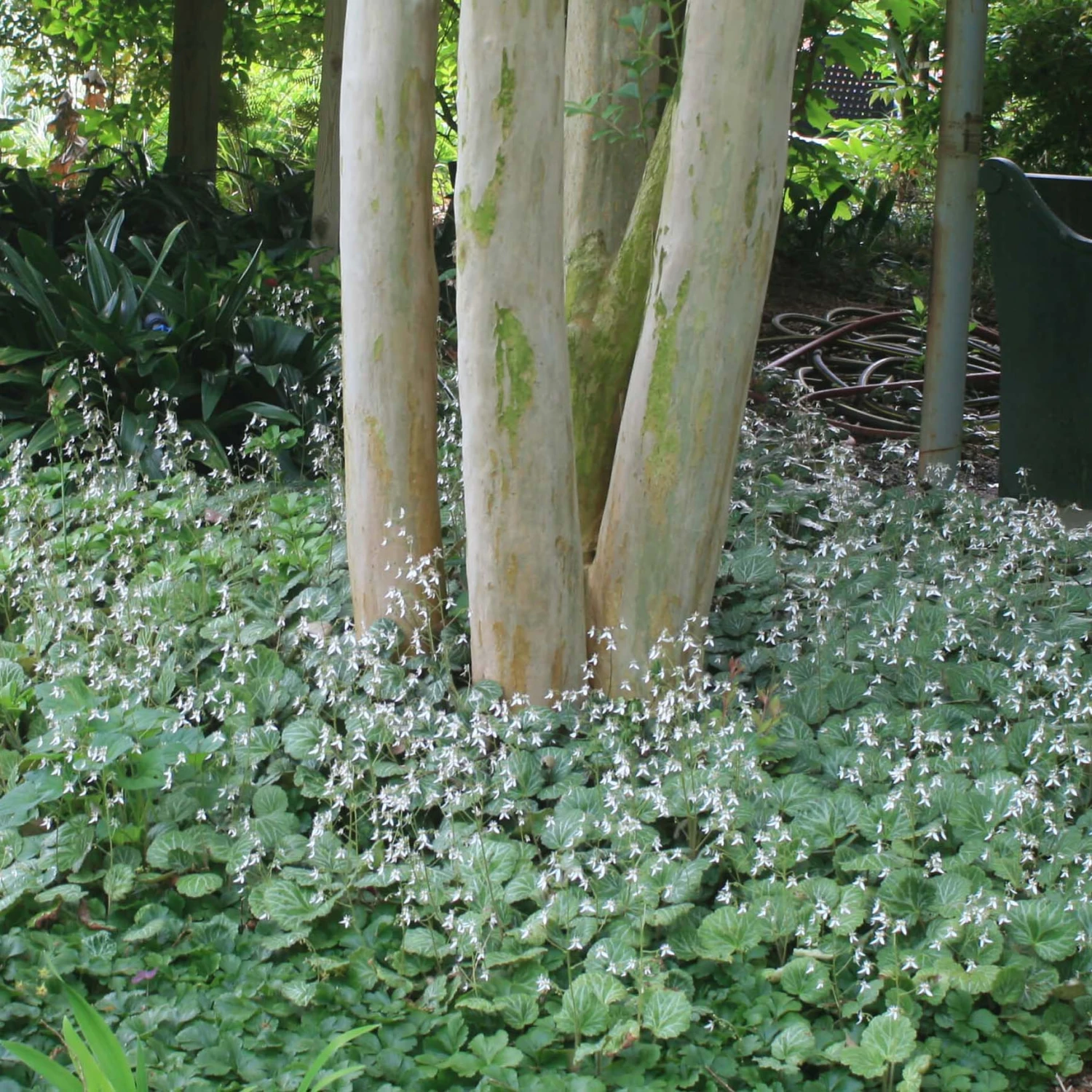 Saxifraga Stolonifera Strawberry Geranium 4 Saxifraga Stolonifera Strawberry Geranium - Image 2