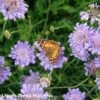 Scabiosa Columbaria 'Butterfly Blue' Pincushion Flower -Rare Roots Sca ButterflyBlue flw trials June12 1