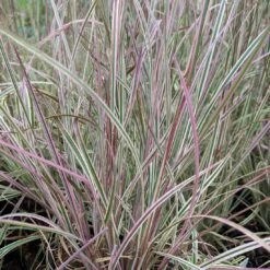 Schizachyrium Scoparium 'Chameleon' Little Bluestem
