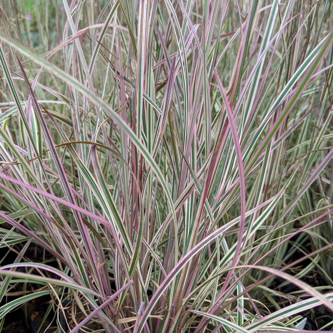 Schizachyrium Scoparium 'Chameleon' Little Bluestem 3 Schizachyrium Scoparium 'Chameleon' Little Bluestem