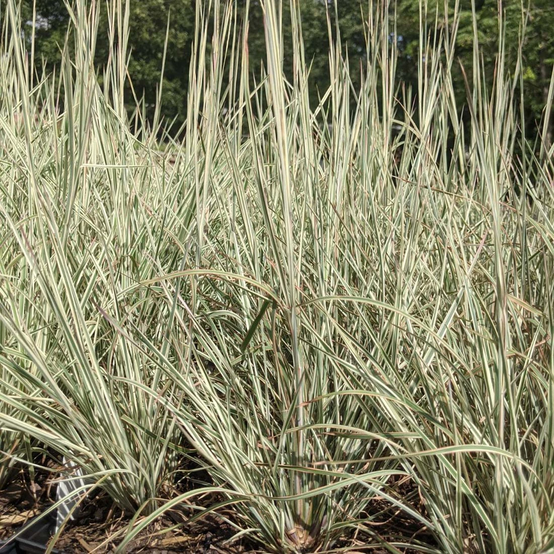Schizachyrium Scoparium 'Chameleon' Little Bluestem 4 Schizachyrium Scoparium 'Chameleon' Little Bluestem - Image 2