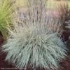 Schizachyrium 'Shining Star' Little Bluestem -Rare Roots Schizachyrium Shining Star Little Bluestem