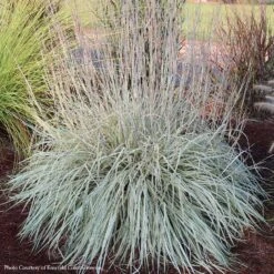 Schizachyrium 'Shining Star' Little Bluestem