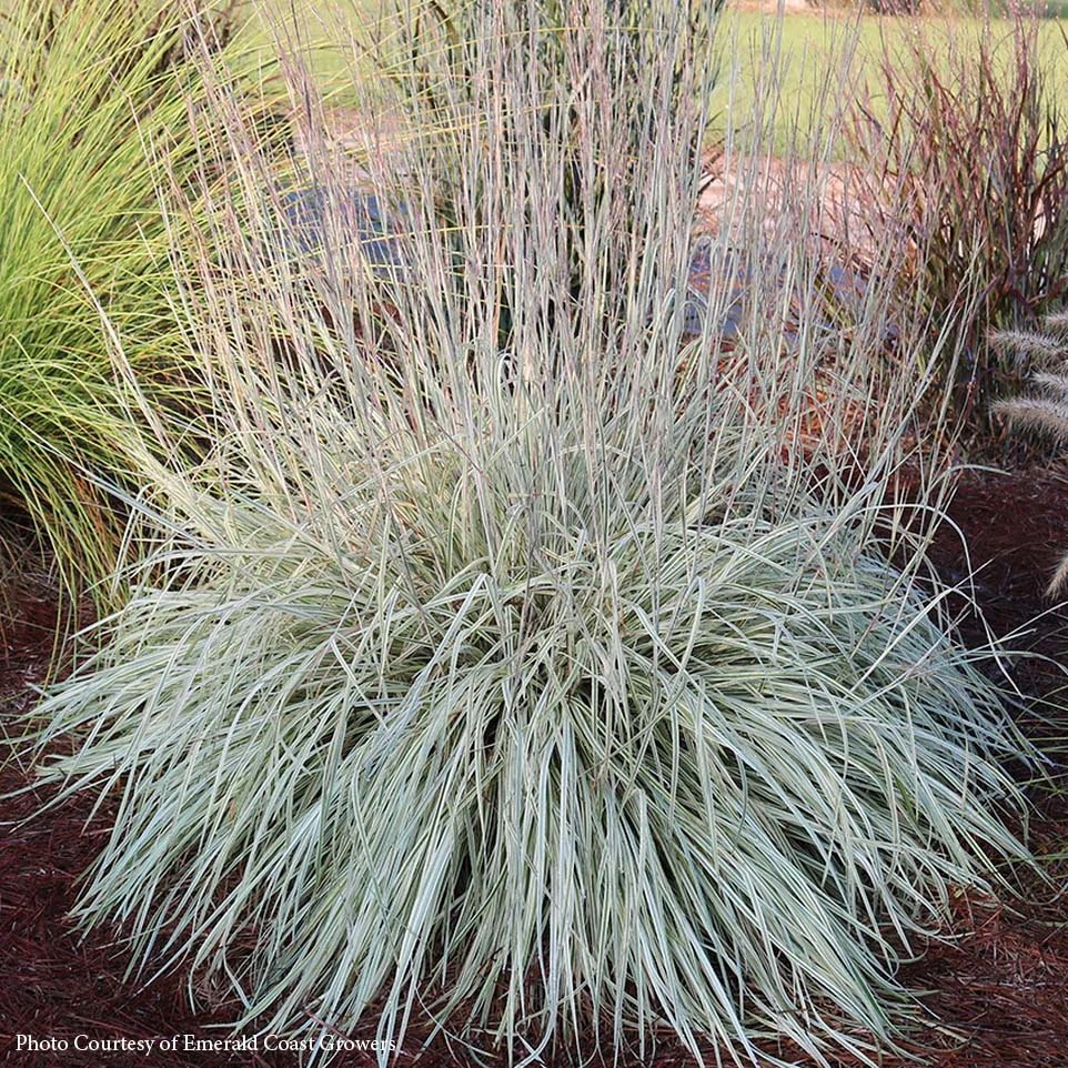 Schizachyrium 'Shining Star' Little Bluestem 3 Schizachyrium 'Shining Star' Little Bluestem