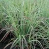 Schizachyrium Scoparium 'Standing Ovation' Little Bluestem -Rare Roots Schizachyrium Standing Ovation