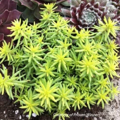 Sedum Rupestre 'Angelina's Teacup' Stonecrop