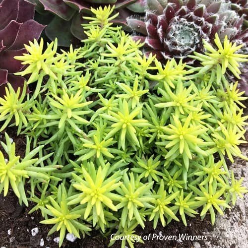 Sedum Rupestre 'Angelina's Teacup' Stonecrop 3 Sedum Rupestre 'Angelina's Teacup' Stonecrop