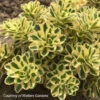 Sedum Takesimense 'Atlantis' Stonecrop 2 Sedum Takesimense 'Atlantis' Stonecrop -Rare Roots Sedum Atlantis Stonecrop