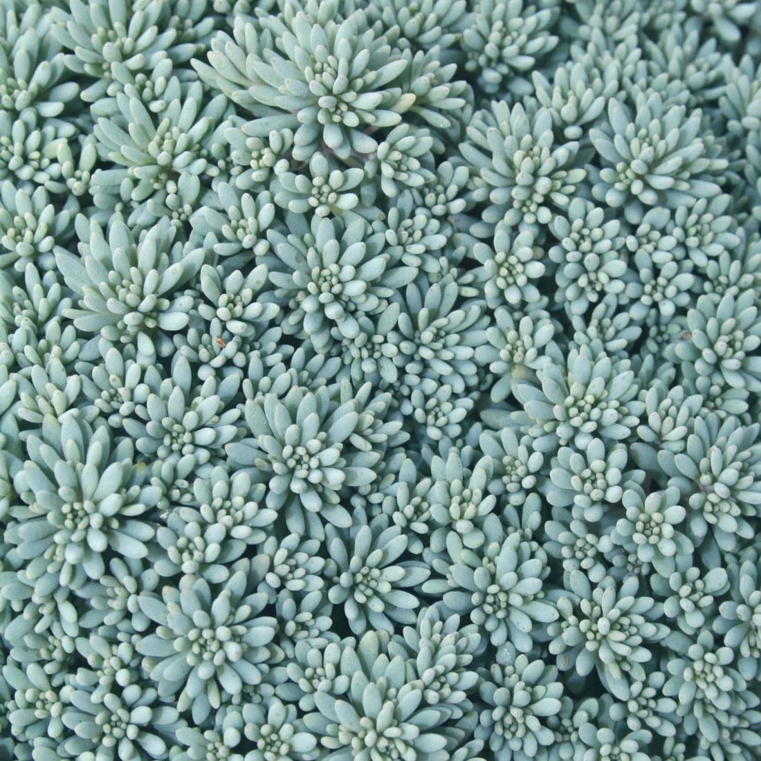 Sedum 'Blue Carpet' Stonecrop 3 Sedum 'Blue Carpet' Stonecrop
