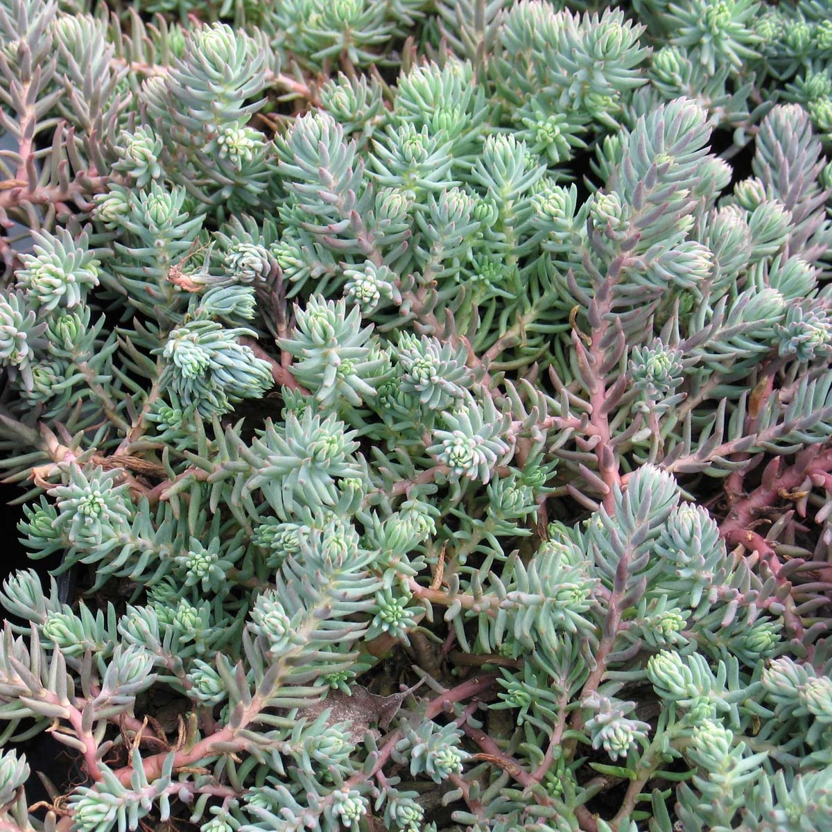 Sedum Rupestre 'Blue Spruce' Stonecrop 3 Sedum Rupestre 'Blue Spruce' Stonecrop