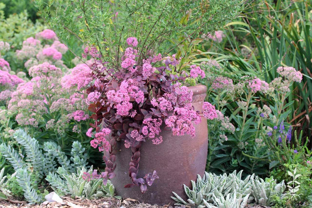 Rare Roots -Rare Roots Sedum Cherry Tart Salvia greggii Container
