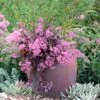 Sedum X 'Cherry Tart' Stonecrop 2 Sedum X 'Cherry Tart' Stonecrop -Rare Roots Sedum Cherry Tart Stonecrop Container 2