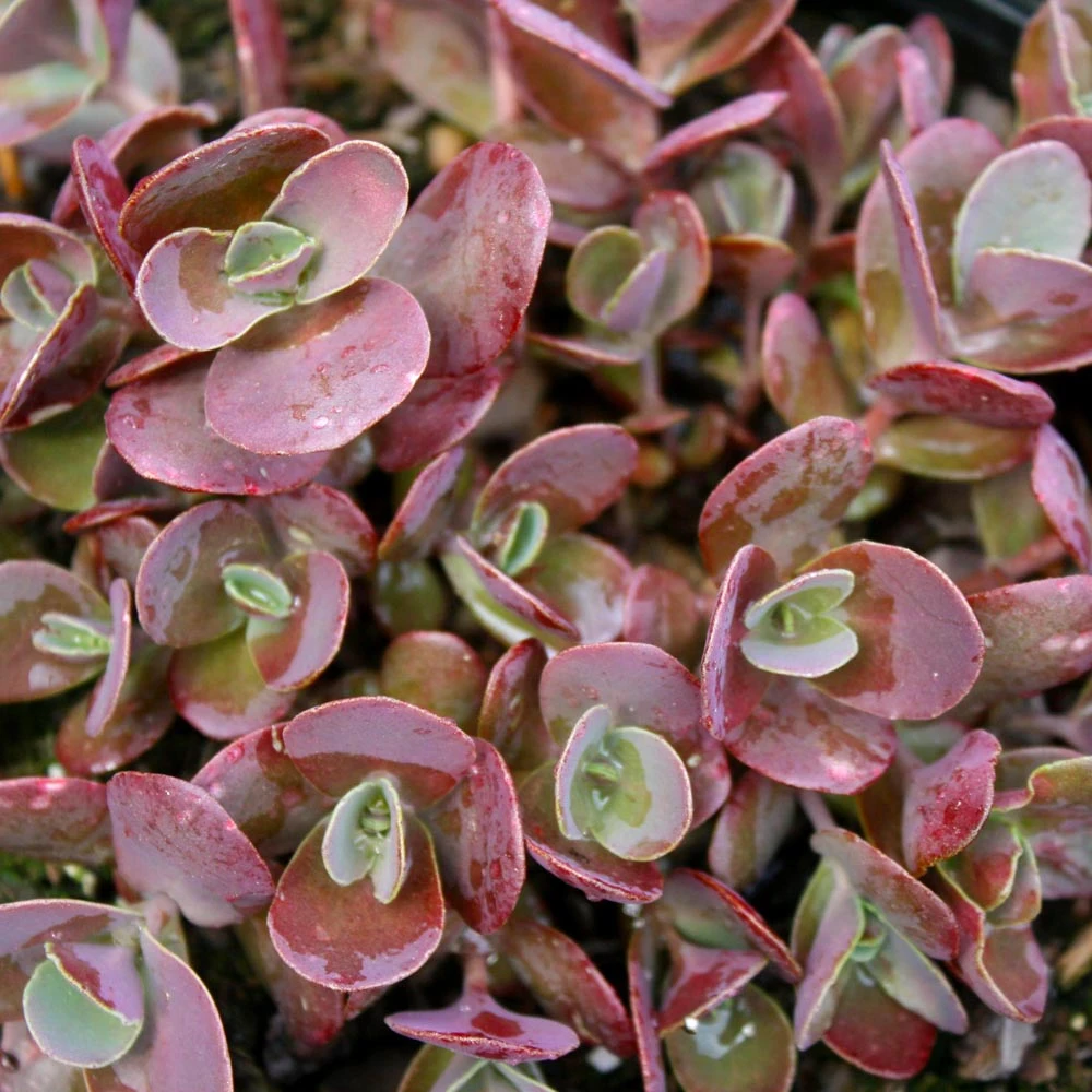 Sedum X 'Cherry Tart' Stonecrop 4 Sedum X 'Cherry Tart' Stonecrop - Image 2