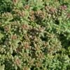 Sedum Album 'Coral Carpet' Stonecrop -Rare Roots Sedum Coral Carpet