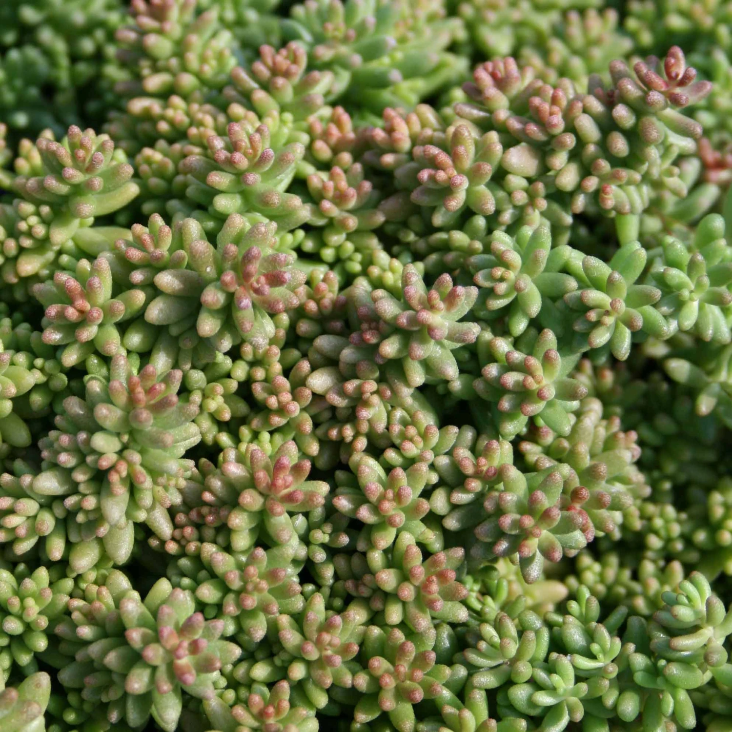 Sedum Album 'Coral Carpet' Stonecrop 3 Sedum Album 'Coral Carpet' Stonecrop
