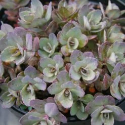 Sedum 'Dazzleberry' Stonecrop 7 Sedum 'Dazzleberry' Stonecrop -Rare Roots Sedum Dazzleberry Stonecrop Sun Sparkler