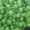 Sedum Acre - Gold Moss Stonecrop -Rare Roots Sedum acre Gold Moss Stonecrop