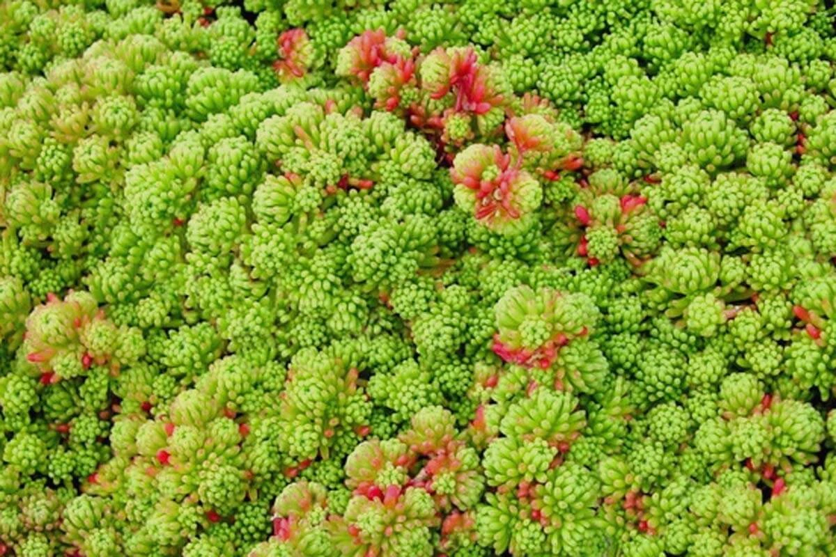 Sedum Acre - Gold Moss Stonecrop 4 Sedum Acre - Gold Moss Stonecrop - Image 2