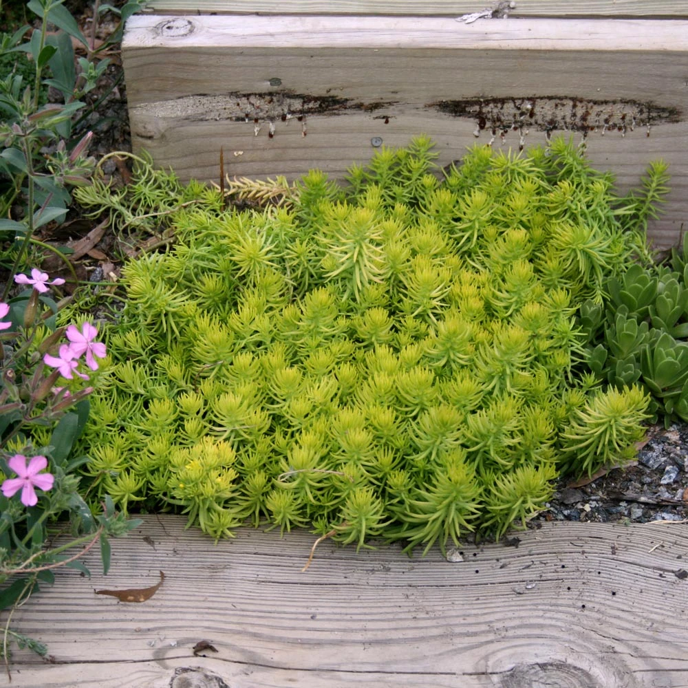 Sedum Rupestre 'Angelina' Stonecrop 3 Sedum Rupestre 'Angelina' Stonecrop