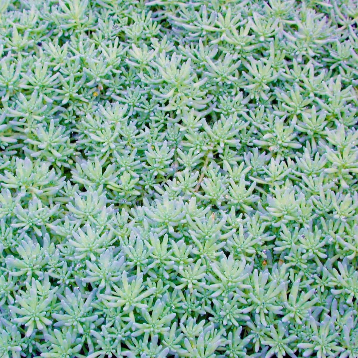 Sedum Bithynicum Stonecrop 3 Sedum Bithynicum Stonecrop