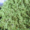 Sedum Requieni Miniature Stonecrop 1 Sedum Requieni Miniature Stonecrop -Rare Roots Sedum requieni