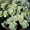 Sedum Sieboldii 'Variegata' Stonecrop 1 Sedum Sieboldii 'Variegata' Stonecrop -Rare Roots Sedum sieboldii Variegata