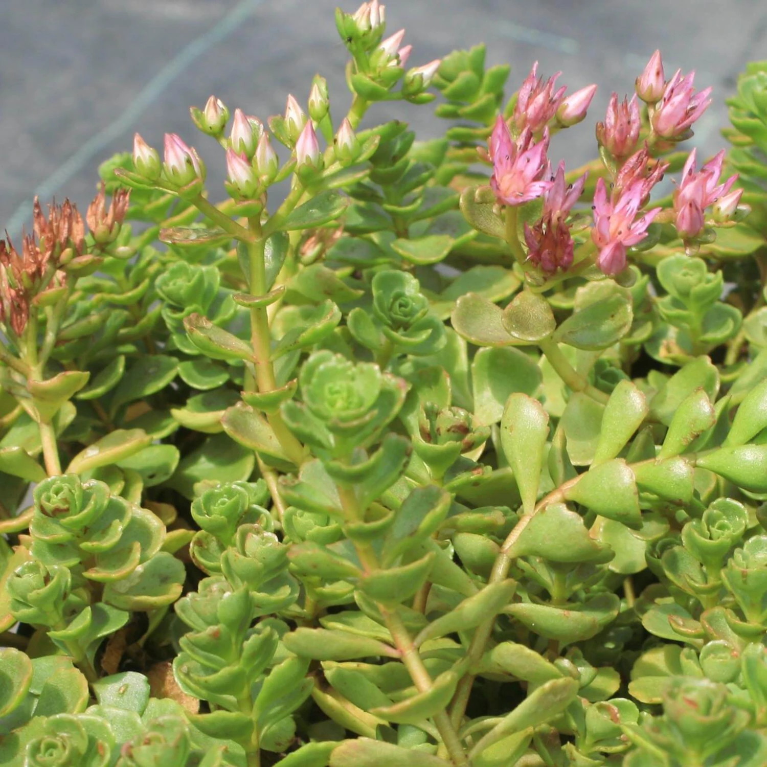 Sedum Spurium 'John Creech' Creeping Stonecrop 3 Sedum Spurium 'John Creech' Creeping Stonecrop
