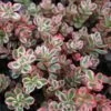Sedum Spurium 'Tricolor' Stonecrop -Rare Roots Sedum spurium Tricolor Stonecrop