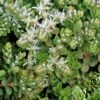 Sedum Ternatum Woodland Stonecrop -Rare Roots Sedum ternatum Woodland Stonecrop