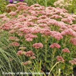 Sedum Spectabile 'Autumn Fire' Stonecrop