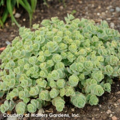 Sedum Sieboldii October Daphne Stonecrop -Rare Roots Sedum sieboldii 0003 high res.jpg wg