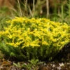 Sedum Sexangulare Stonecrop 1 Sedum Sexangulare Stonecrop -Rare Roots Sedumsexangulare wiki
