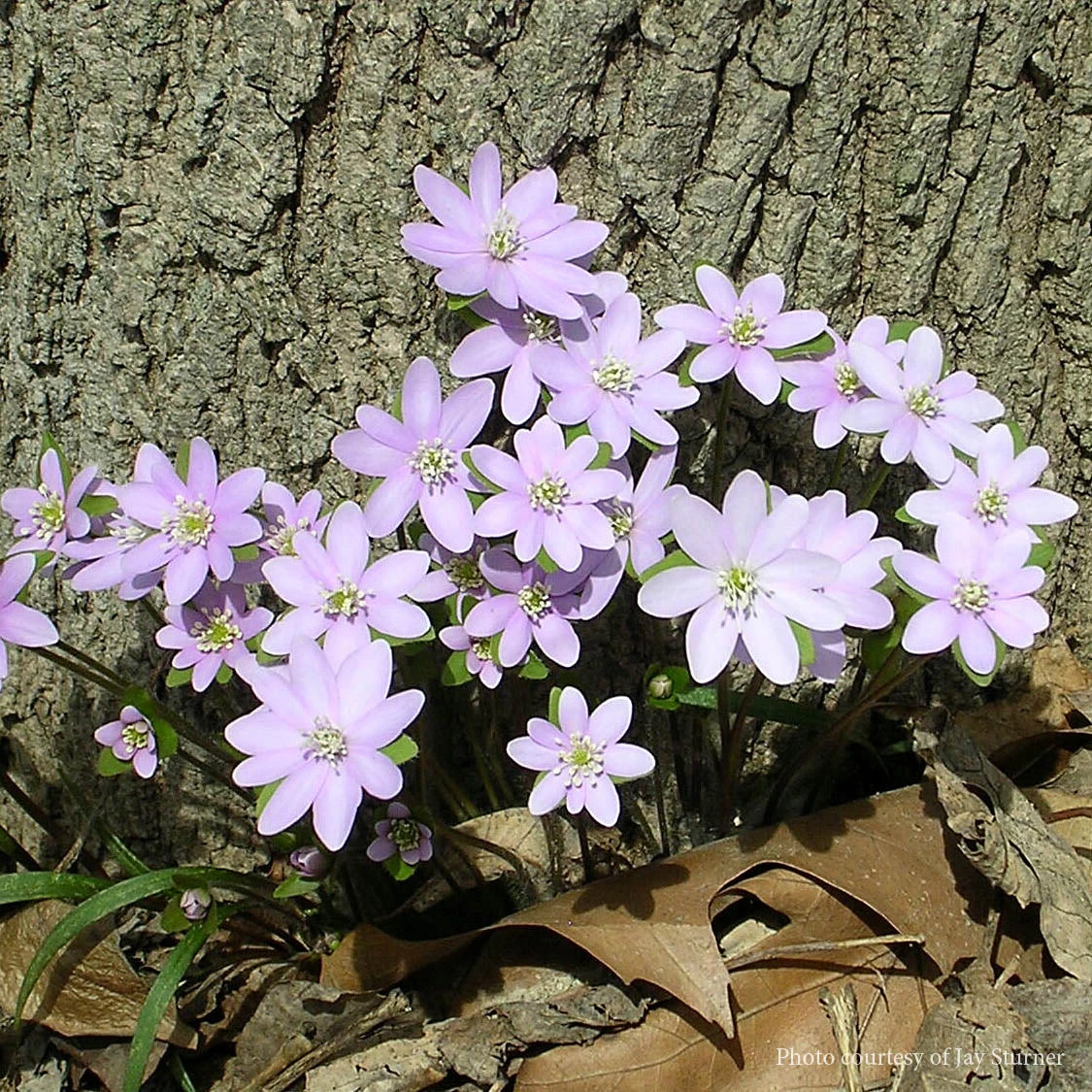 Hepatica Acutiloba Sharp Lobed Hepatica 3 Hepatica Acutiloba Sharp Lobed Hepatica