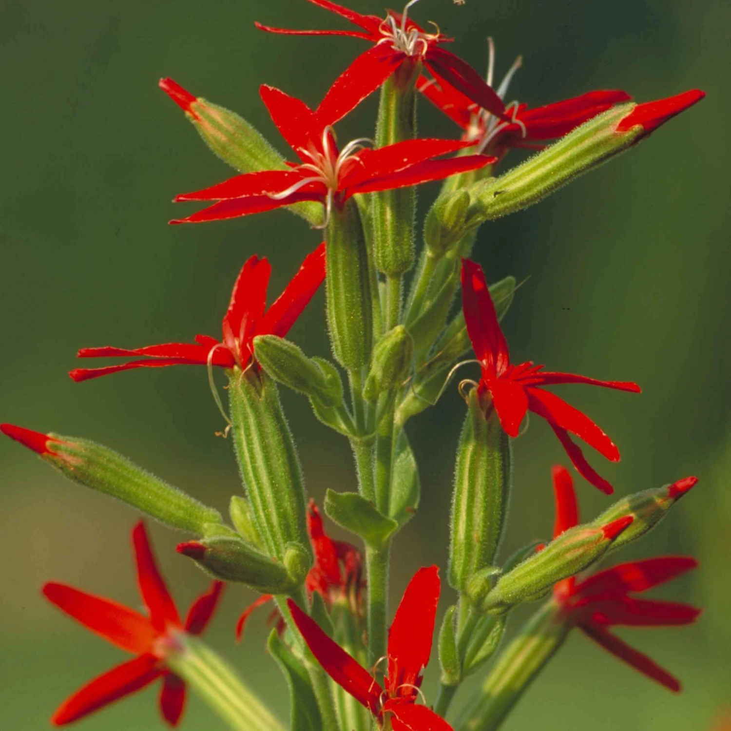 Silene Regia Catchfly 3 Silene Regia Catchfly