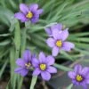 Sisyrinchium Angustifolium 'Lucerne' Blue-Eyed Grass 2 Sisyrinchium Angustifolium 'Lucerne' Blue-Eyed Grass -Rare Roots Sisyrinchium Lucerne