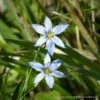 Sisyrinchium Nashii 'Suwannee' Blue-eyed Grass 2 Sisyrinchium Nashii 'Suwannee' Blue-eyed Grass -Rare Roots Sisyrinchium angustifolium Blue Eyed Grass