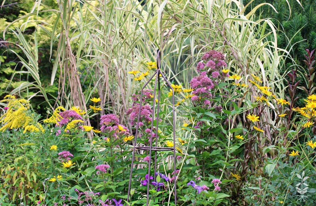 Rare Roots -Rare Roots Solidago Heliopsis Eupatorium Wildflower Garden