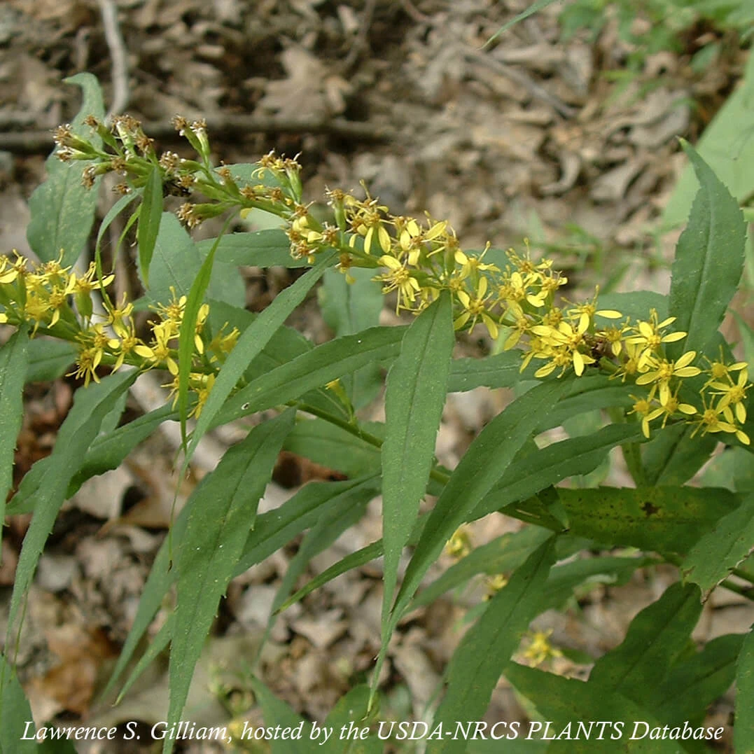 Solidago Caesia Blue-stem Goldenrod 4 Solidago Caesia Blue-stem Goldenrod - Image 2