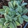 Stachys 'Little Lamb' Lamb's Ears 1 Stachys 'Little Lamb' Lamb's Ears -Rare Roots StachyLittleLamb CW