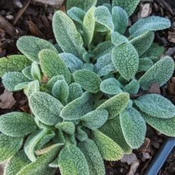 Stachys 'Little Lamb' Lamb's Ears
