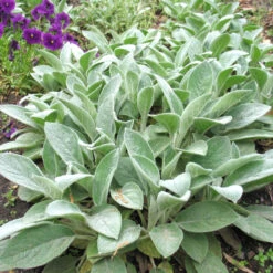Stachys Byzantina 'Big Ears' Lamb's Ears