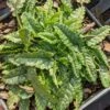 Stachys Minima Betony -Rare Roots Stachysminima CW