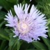 Stokesia Laevis Stoke's Aster 2 Stokesia Laevis Stoke's Aster -Rare Roots Stokesia laevis