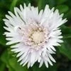 Stokesia Laevis 'Divinity' Stoke's Aster 1 Stokesia Laevis 'Divinity' Stoke's Aster -Rare Roots Stokesia laevis Divinity