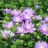 Stokesia Laevis 'Peachie's Pick' 2 Stokesia Laevis 'Peachie's Pick' -Rare Roots Stokesia laevis Peachies Pick