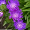 Stokesia Laevis 'Honeysong Purple' Stoke's Aster 2 Stokesia Laevis 'Honeysong Purple' Stoke's Aster -Rare Roots StokesiaHoneysongPurple WG