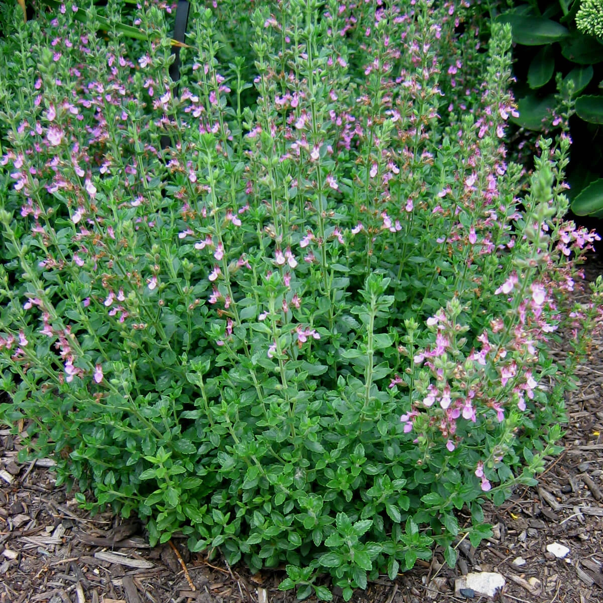 Teucrium Chamaedrys Germander 4 Teucrium Chamaedrys Germander - Image 2
