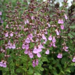 Teucrium Chamaedrys Germander