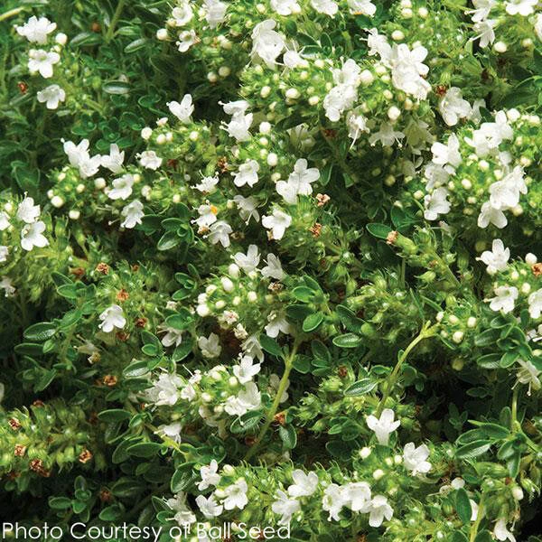 Thyme 'Albiflorus' 3 Thyme 'Albiflorus'
