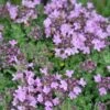 Thyme 'Bressingham' 2 Thyme 'Bressingham' -Rare Roots THYME Bressingham